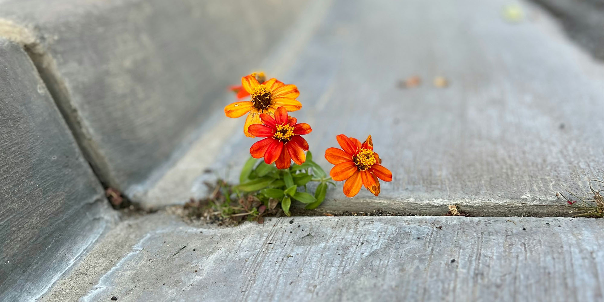 Flowers are Resilient